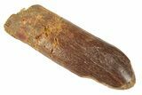 Fossil Sauropod Dinosaur (Titanosaur) Tooth - Morocco #248857-1